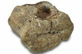 Hadrosaur (Brachylophosaurus?) Caudal Vertebra - Montana #313407-1